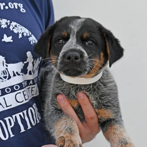 Pet Image