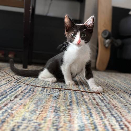Pet Image