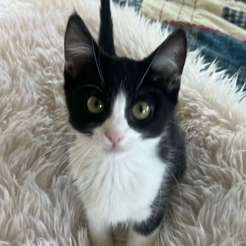 Pet Image
