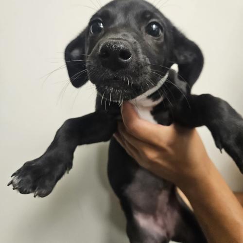 Pet Image