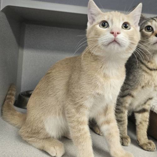 Pet Image