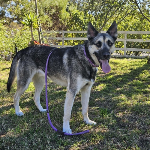 Pet Image