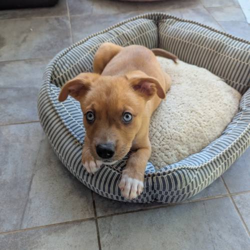 Pet Image