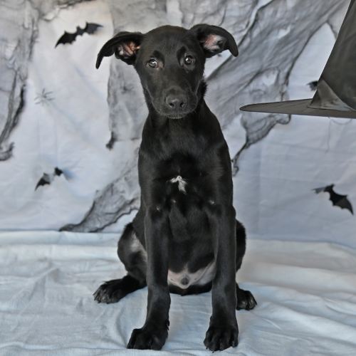 Pet Image