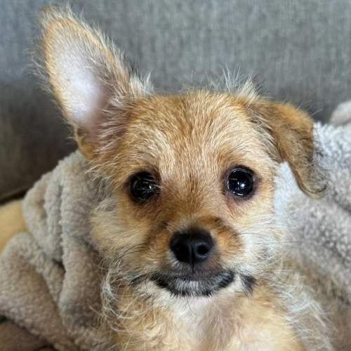 Pet Image