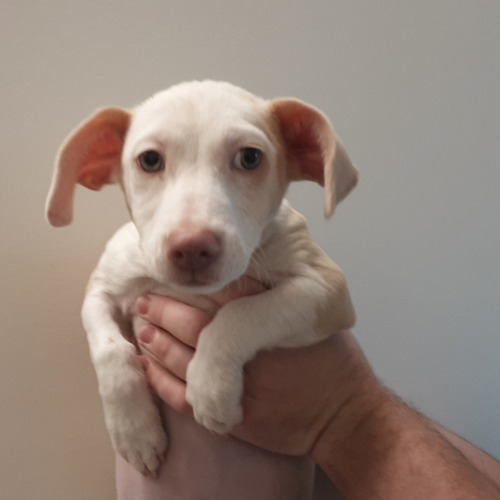 Pet Image