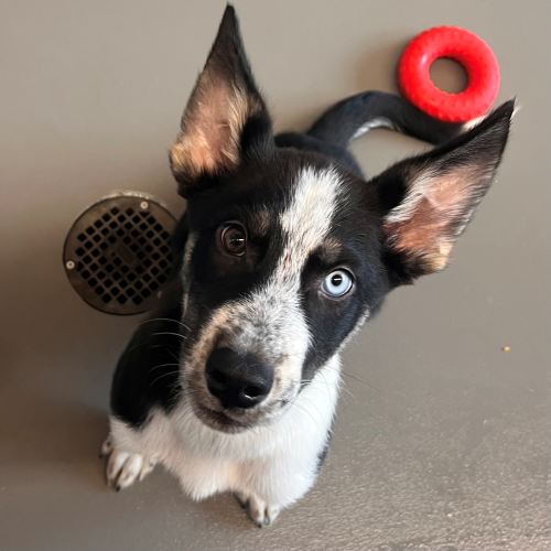 Pet Image