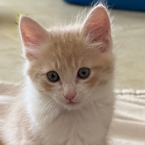 Pet Image