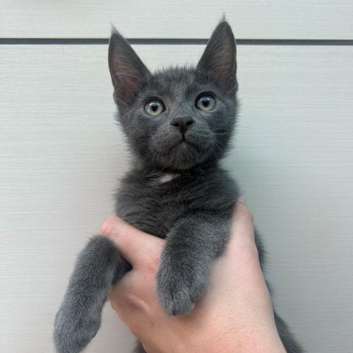 Pet Image