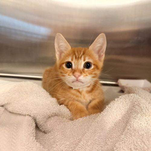 Pet Image