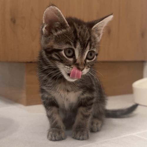 Pet Image