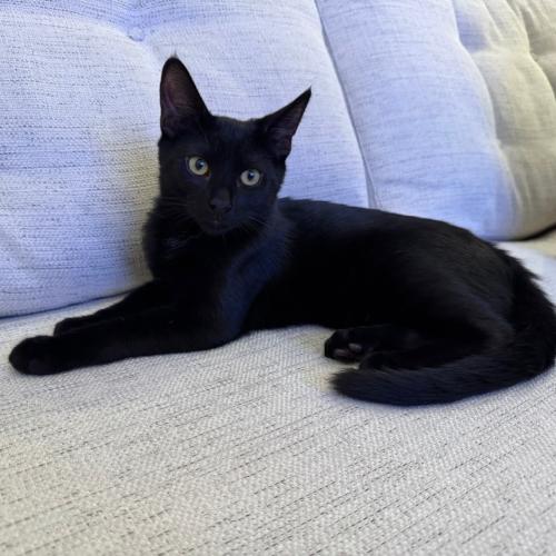 Pet Image