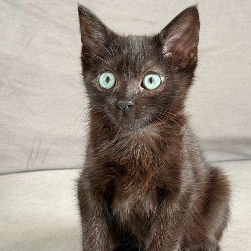 Pet Image