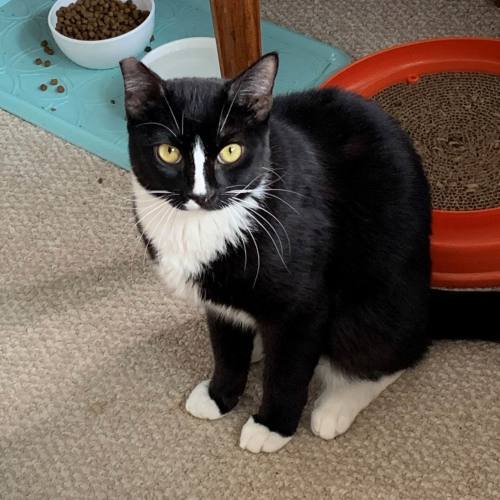 Pet Image