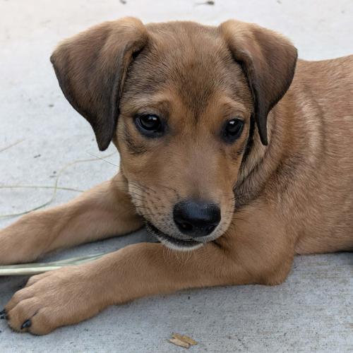 Pet Image