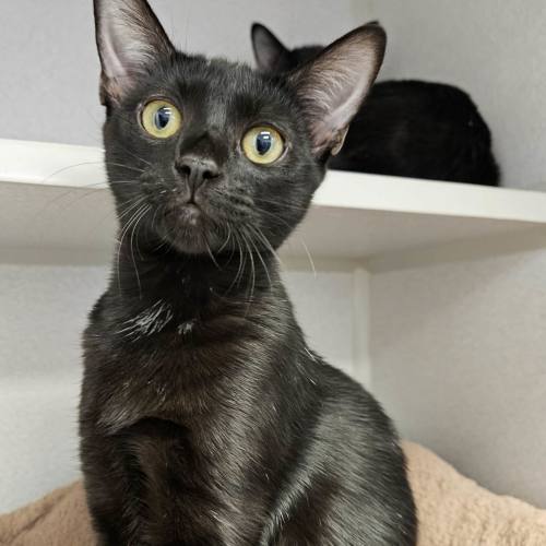 Pet Image