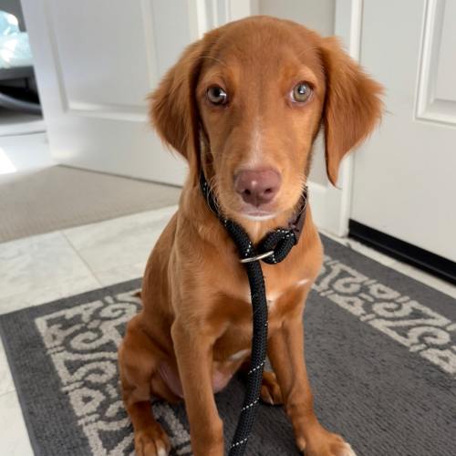 Pet Image