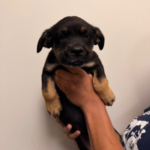 Pet Image