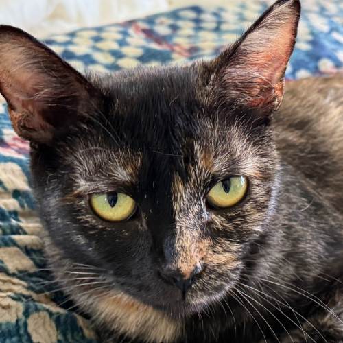 Pet Image