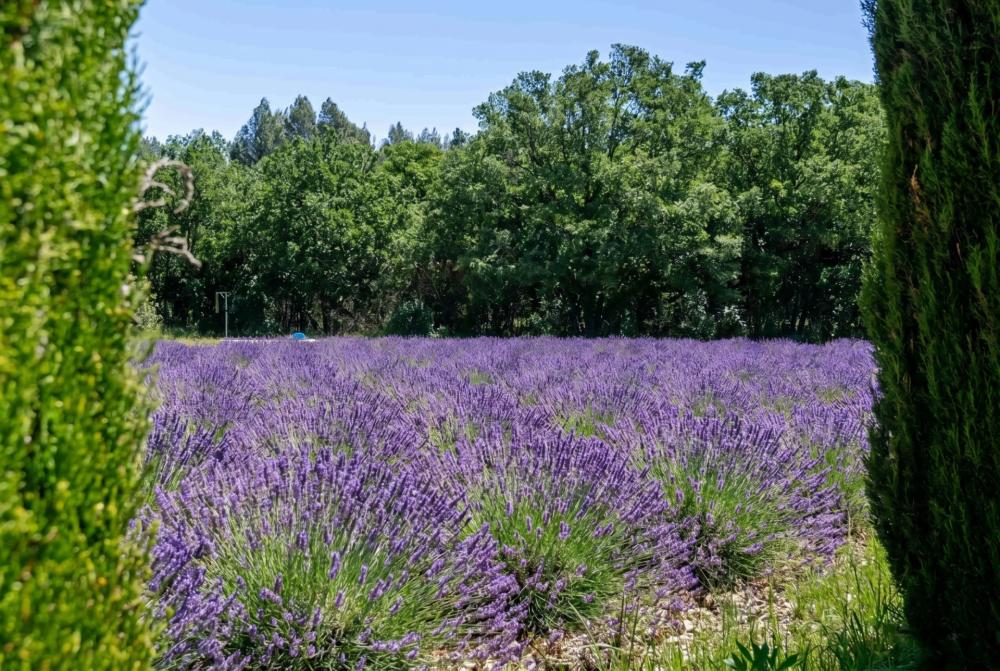 Photographs of Mas des Roses villa in Provence - Image 24 of 44