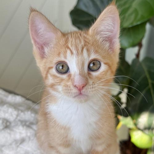 Pet Image