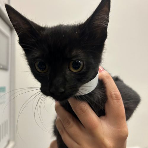 Pet Image