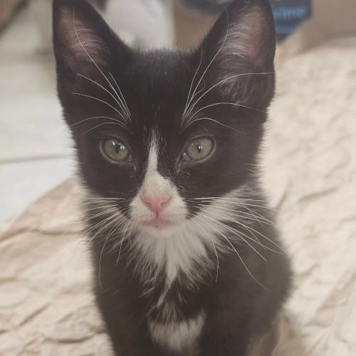 Pet Image