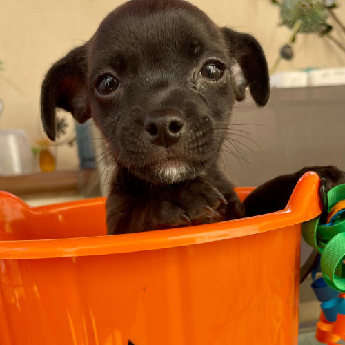 Pet Image