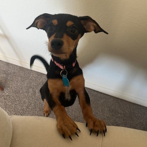 Pet Image