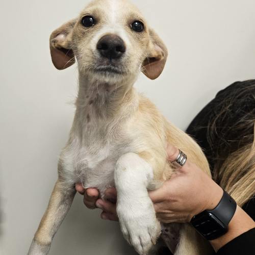 Pet Image