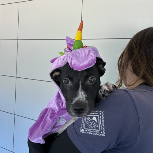Pet Image