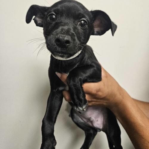 Pet Image