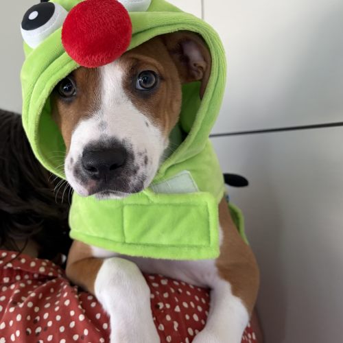 Pet Image
