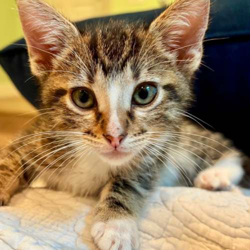 Pet Image
