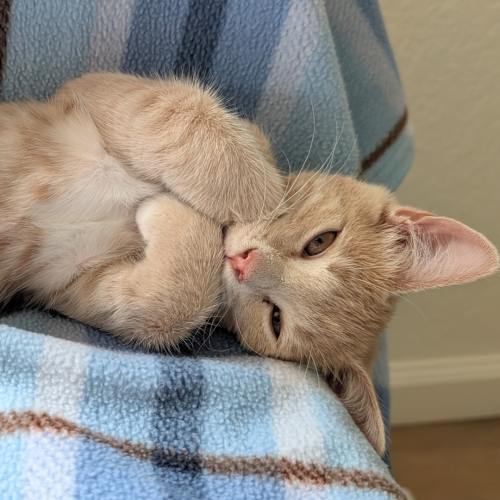 Pet Image