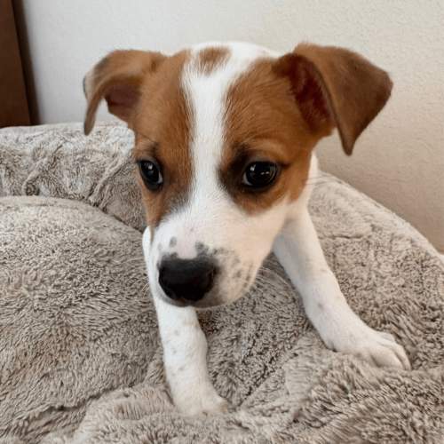 Pet Image