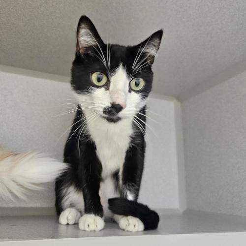 Pet Image