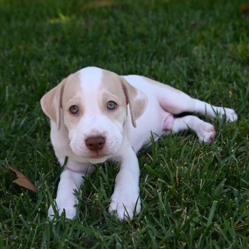 Pet Image