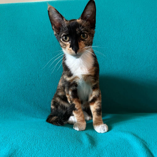 Pet Image