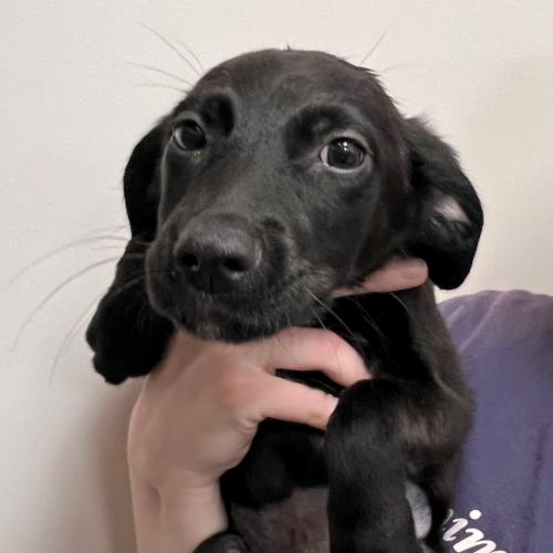 Pet Image