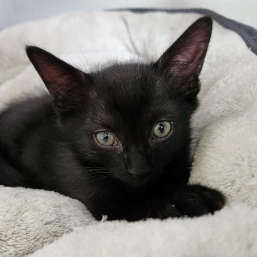 Pet Image