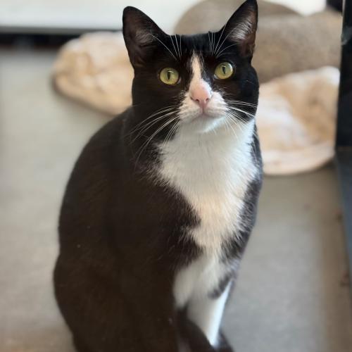 Pet Image