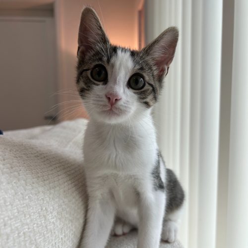 Pet Image