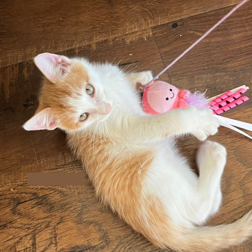 Pet Image