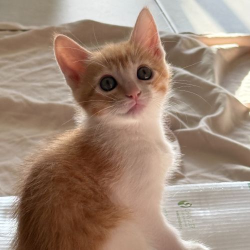 Pet Image