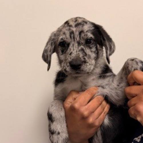 Pet Image