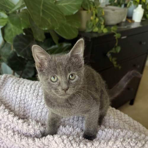Pet Image
