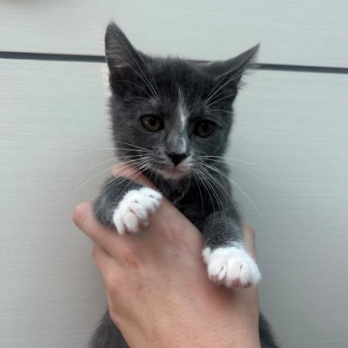 Pet Image