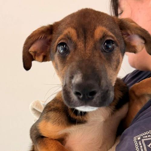 Pet Image