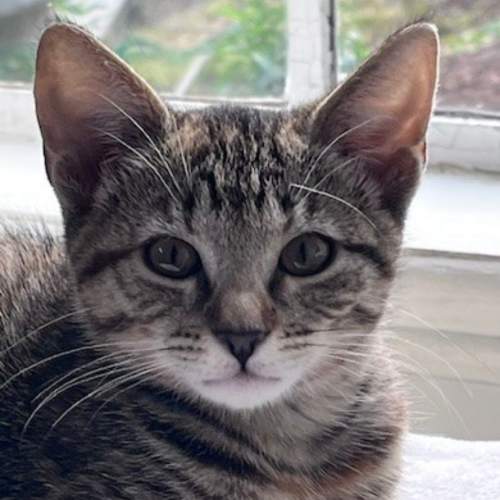 Pet Image